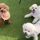 멍뭉다방