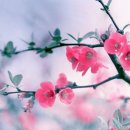 여우와 포도 이미지