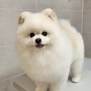 르네펫살롱 이미지