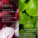 카세파 이미지