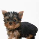 정애켄넬 | 강아지 사회화와 예방접종 시기