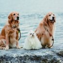 언니도그 이미지