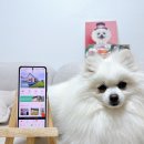 스테이 꿈의대화 이미지