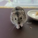 닥터남 | 햄스터 밤이 병원 | 닥터남 동물 병원 다녀왔어요 (발톱, 신장)