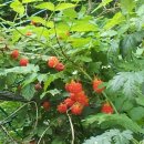 산딸기