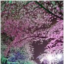 야밤에 즐긴 두류공원 벚꽃놀이 이미지