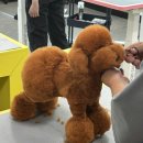 애견미용 이미지