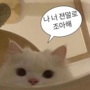 역삼동가족사진 고민 끝! 울집 강아지 몽길이 생일기념으로 패밀리청스튜디오 다녀온 후기 📸
