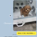 크림푸들 가족이야기 이미지