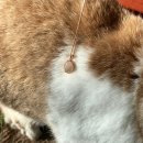 블루 | 반려동물 털 목걸이 마티스블루 후기, 주문방법부터 착샷까지