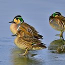 조류생태전시관 이미지