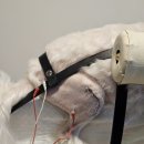 보담동물의료센터 이미지