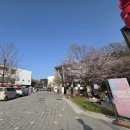 토영이야~길(1코스-예술의 향기길) | 파주 헤이리 예술마을 벚꽃 만개 | 꽃구경과 볼거리 많은 데이트 코스