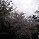 성산 신풍리벚꽃길(남산봉로) 산책 이미지