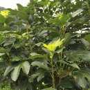 완도 정자리 황칠나무 이미지