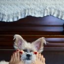 요미야 놀자 이미지