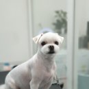 그 남자의 grooming # 공간 이미지