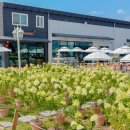 토성1농로 이미지