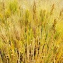 먹고보리 이미지