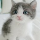 My Love Cat(마이러브캣) 이미지