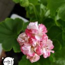 지니어텍 이미지