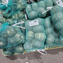 미니단호박 밤단호박올립니다 마감입니다 이미지