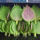 전자레인지에 깻잎을 넣으니 순식간에 맛있는 요리가 완성 됩니다! 이미지