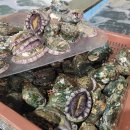 [12월30일] 완도각굴(석화),딱돔,활대방어,돌굴,통영굴,새꼬막,활전복 이미지