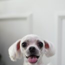 조이펫살롱 이미지