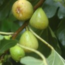 바위섬소도 이미지