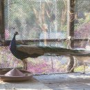 구성사슴농장 이미지