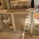 펌킨 펫하우스 서울숲 이미지