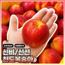 신비복숭아2kg 1년 중 딱 2주만 만나는 신비복숭아 내돈내산 솔직 후기 가성비 대박 추천
