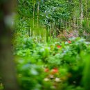 원주허브팜식물박물관(휴관) 이미지