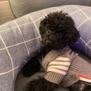 까까멍냐옹 수제간식 | (까까멍냐옹) 강아지 생일파티 후기 / 강아지케이크