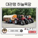 메아리흑염소목장 | 대관령 평창 하늘 목장 트랙터 마차 가격 & 동물 먹이주기 후기