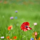 (주)수레 이미지