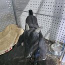 정읍 흑염소 이미지