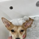 싹독싹독 이미지