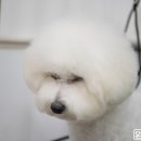 윤스강아지 이미지