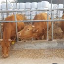 백상기농장 이미지