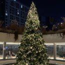 트리트멍멍 이미지