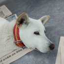 백구공인중개사사무소 네이버블로그