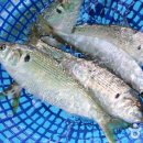 서산갯마을낙지 이미지