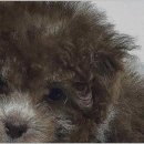 함께 있어줄개 이미지