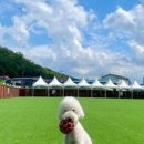 레오나르독 이미지