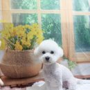 호이펫샵 이미지