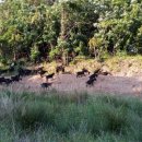 동산흑염소농장 이미지