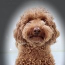 요크독애견샵 이미지