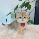 천안고양이 분양 퍼스트캣 본점 | 천안고양이분양 퍼스트캣 본점, 안성랙돌분양으로 건강하고 사랑스러운 고양이를 만나다